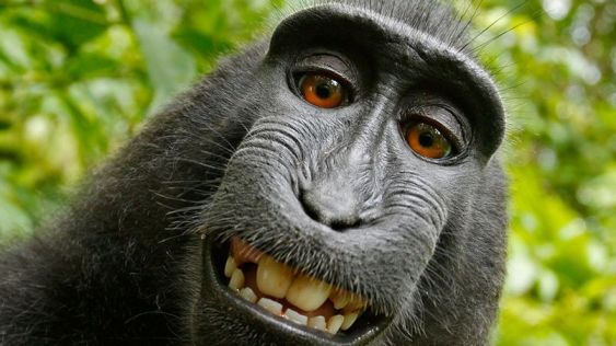 Monkey takes photos on camera
