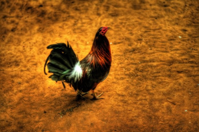 My_Cock_by_Raerobstar